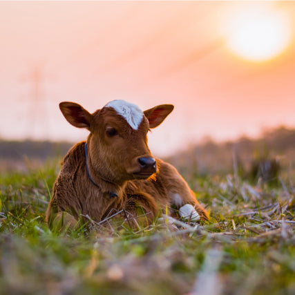 Livestock Feed & SuppliesBaby calf