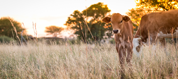Cows grazing in a pasture at sunset.